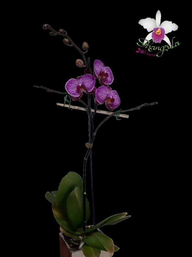 orquidea-12